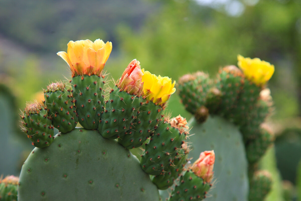 Bloeiende cactus in close-up
