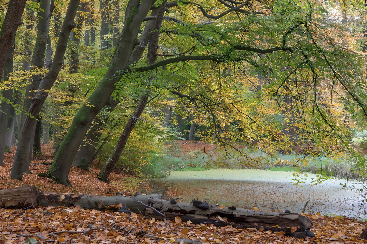 Herfstkleuren in het bos
