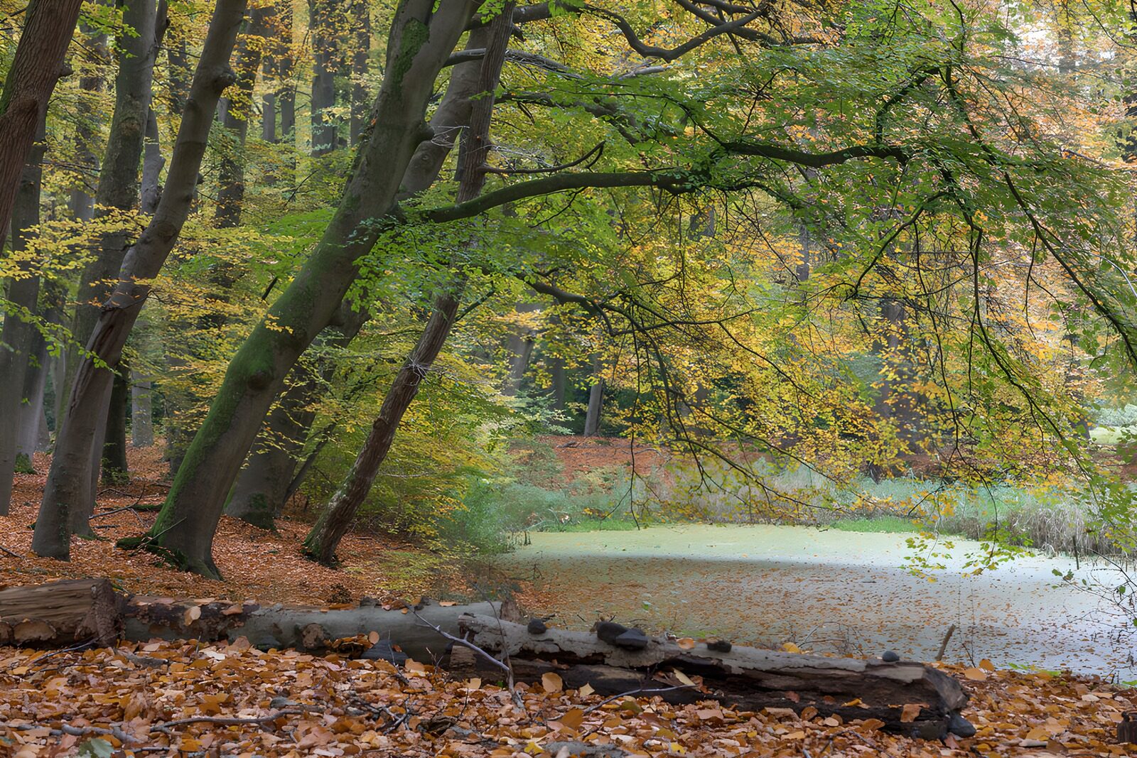 TP36223: Herfstkleuren in het bos