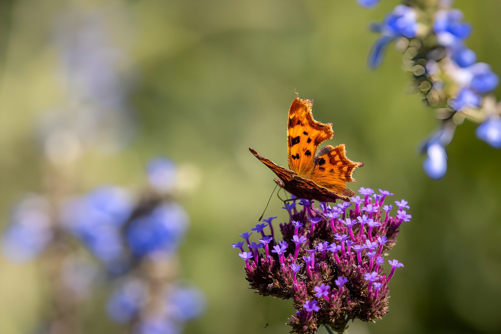 TP96824: Vlinder op kleurrijke bloemen