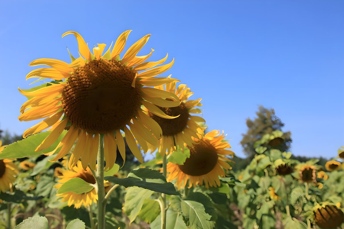 TP17639: Zonnige Zonnebloemen in het Veld