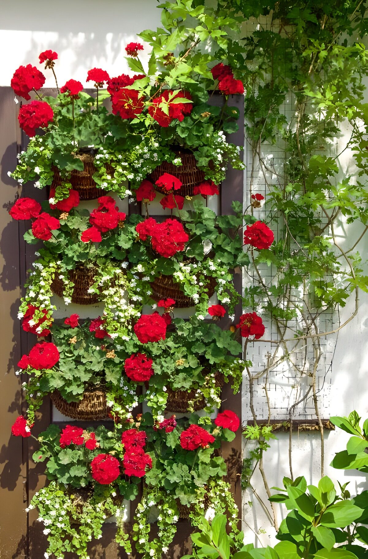 TP34371: Kleurrijke bloembakken met geraniums