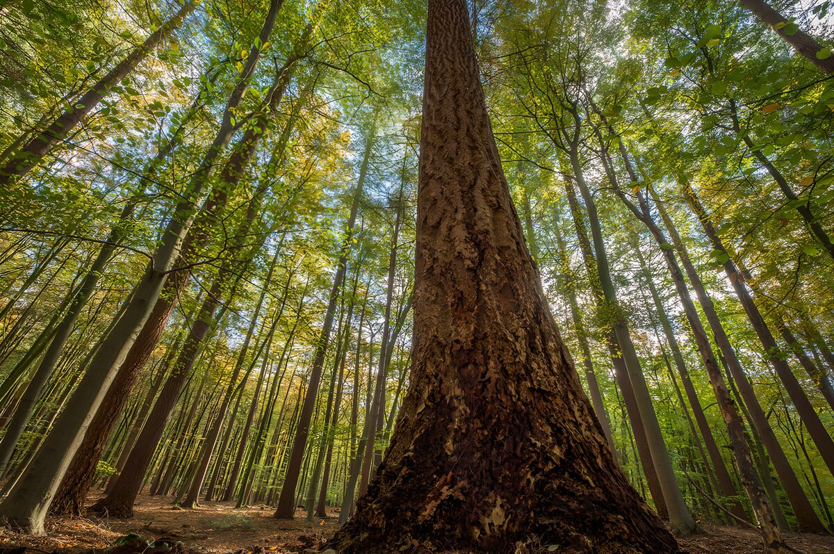 Hoogtepunten van het bos