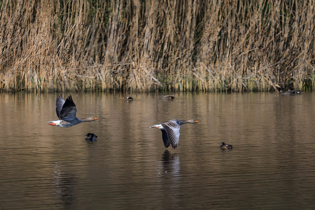"Ganzen in hun natuurlijke habitat"