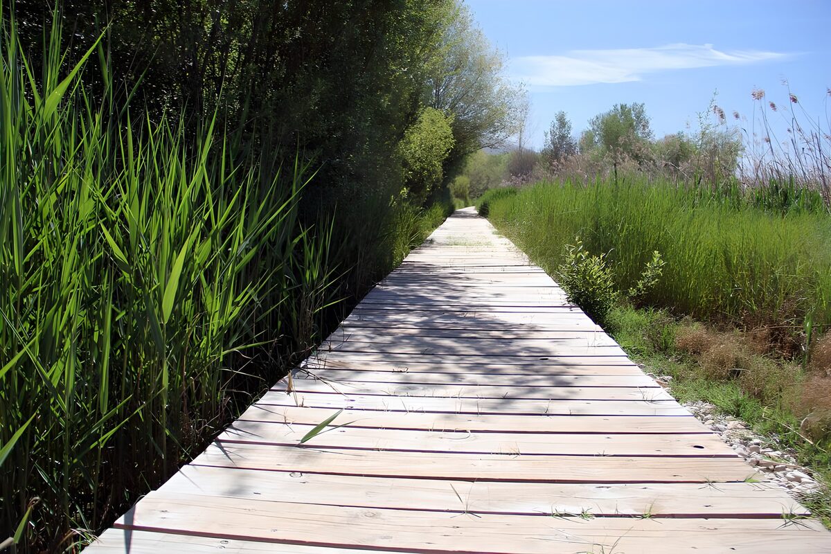 Rietpad door de natuur