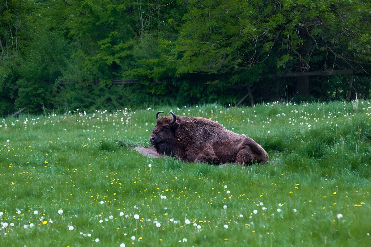 Bison rustend in een groene weide
