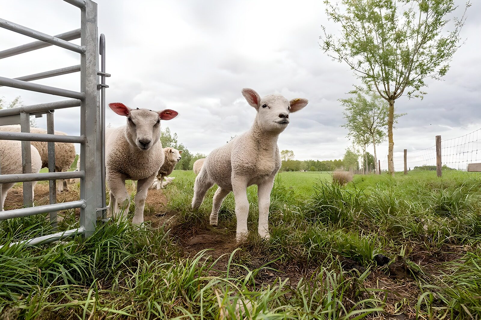 TP98354: Schattige lammetjes in het groene veld