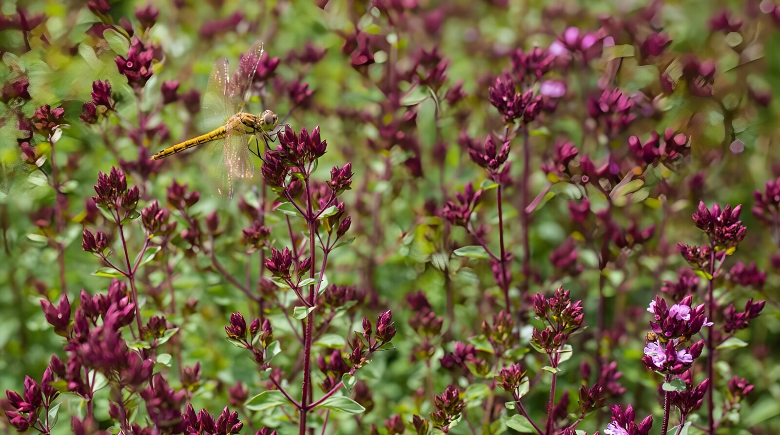 TP60247: Geelvlekheidelibel op paars roze bloemen