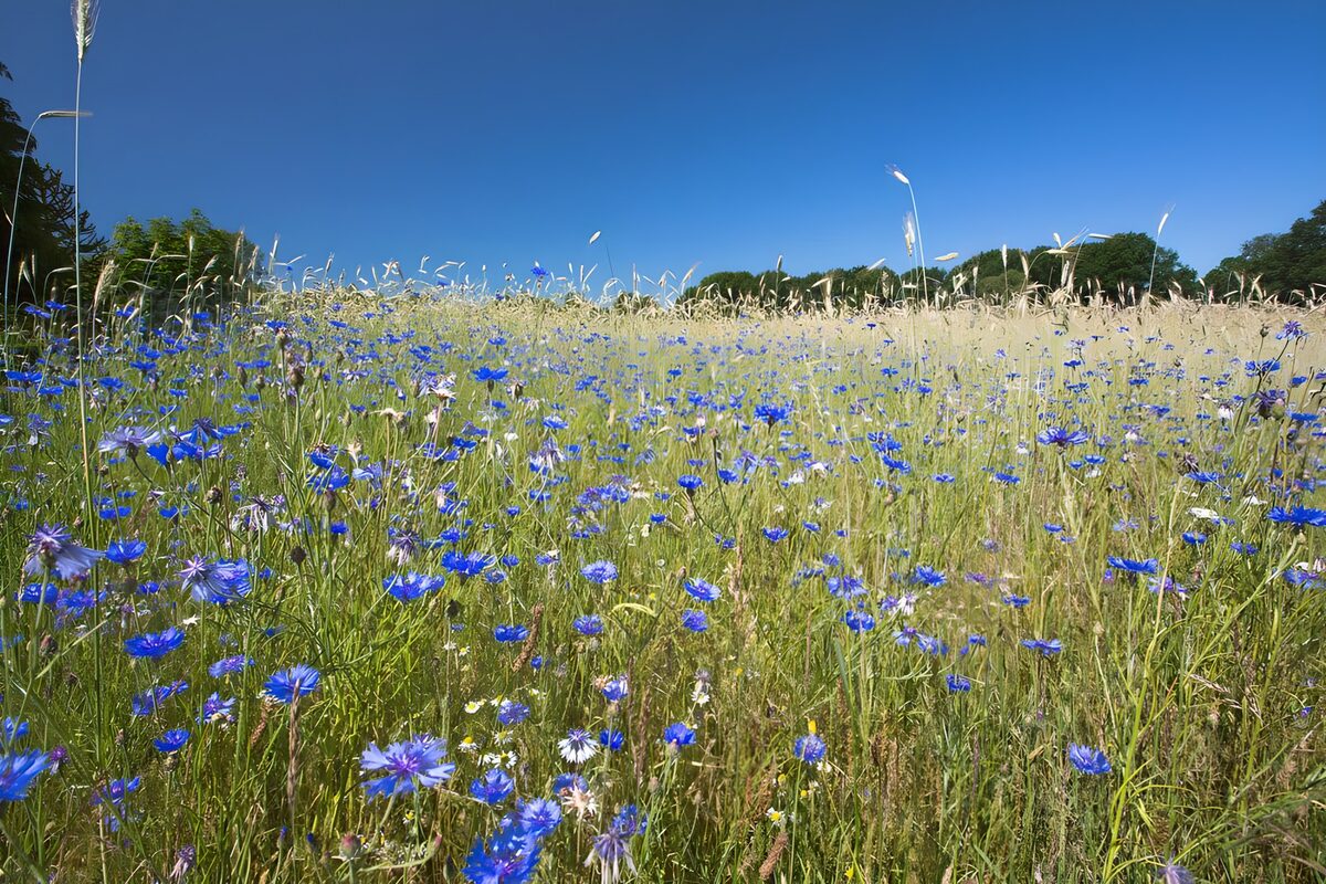 Weiland met korenbloemenLichtschijnsel op blad