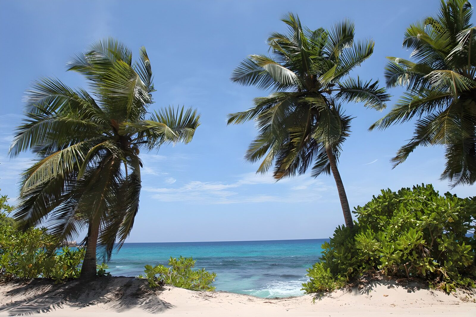 TP42660: Tropisch Strand met Palmbomen