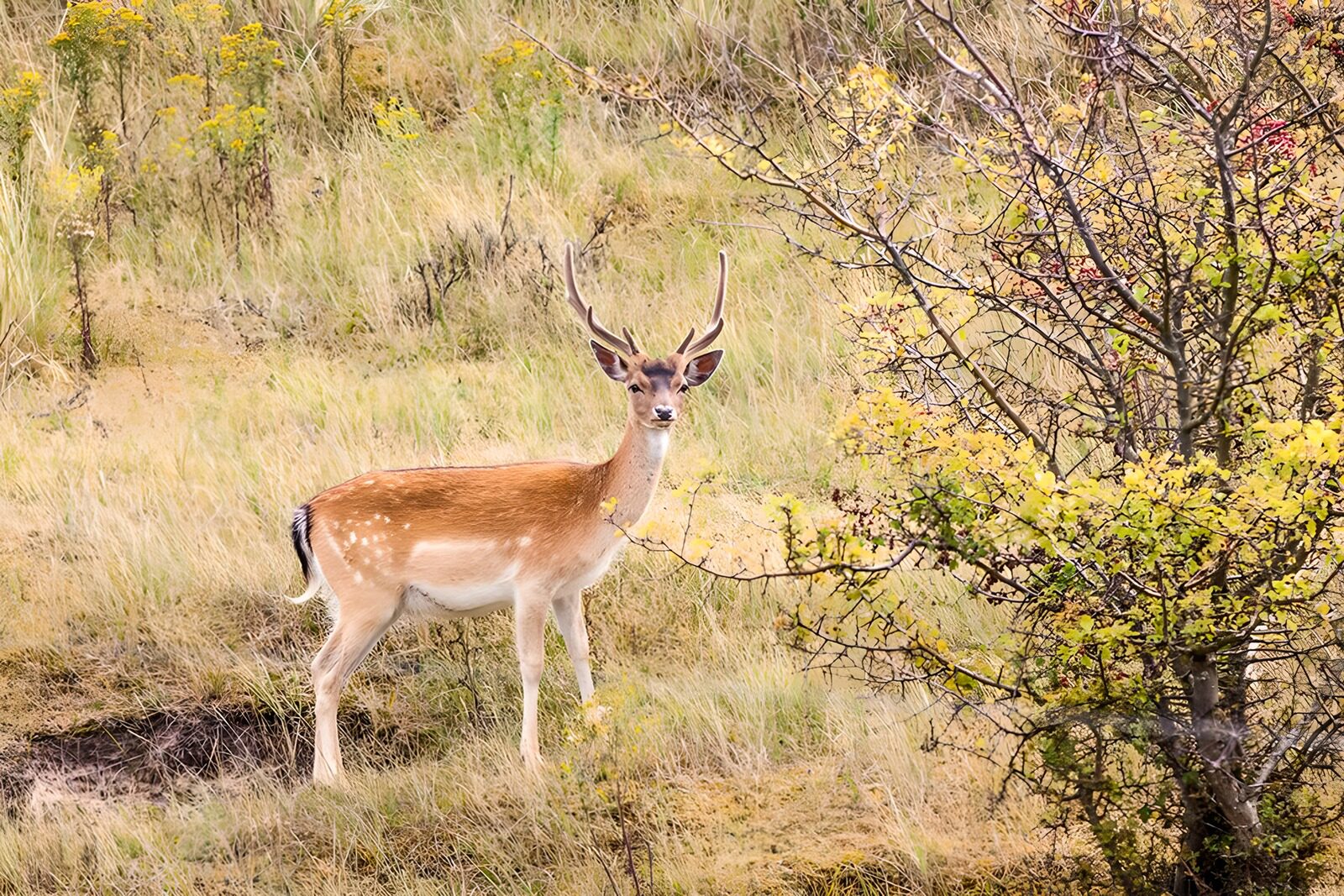 TP96435: Damhert in het veld op de uitkijk