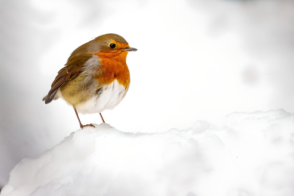: Roodborstje op sneeuw
