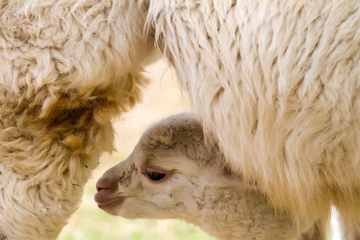 Lammetje onder moeder