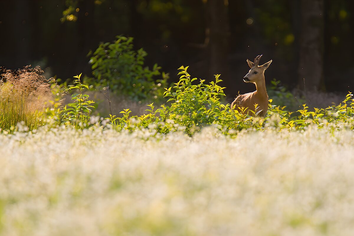 Kijktijd voor de ree in de natuur
