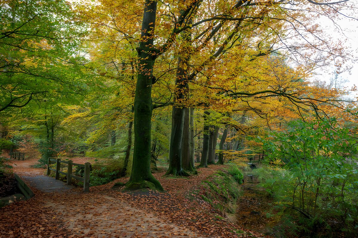 Herfstwandeling in het bos