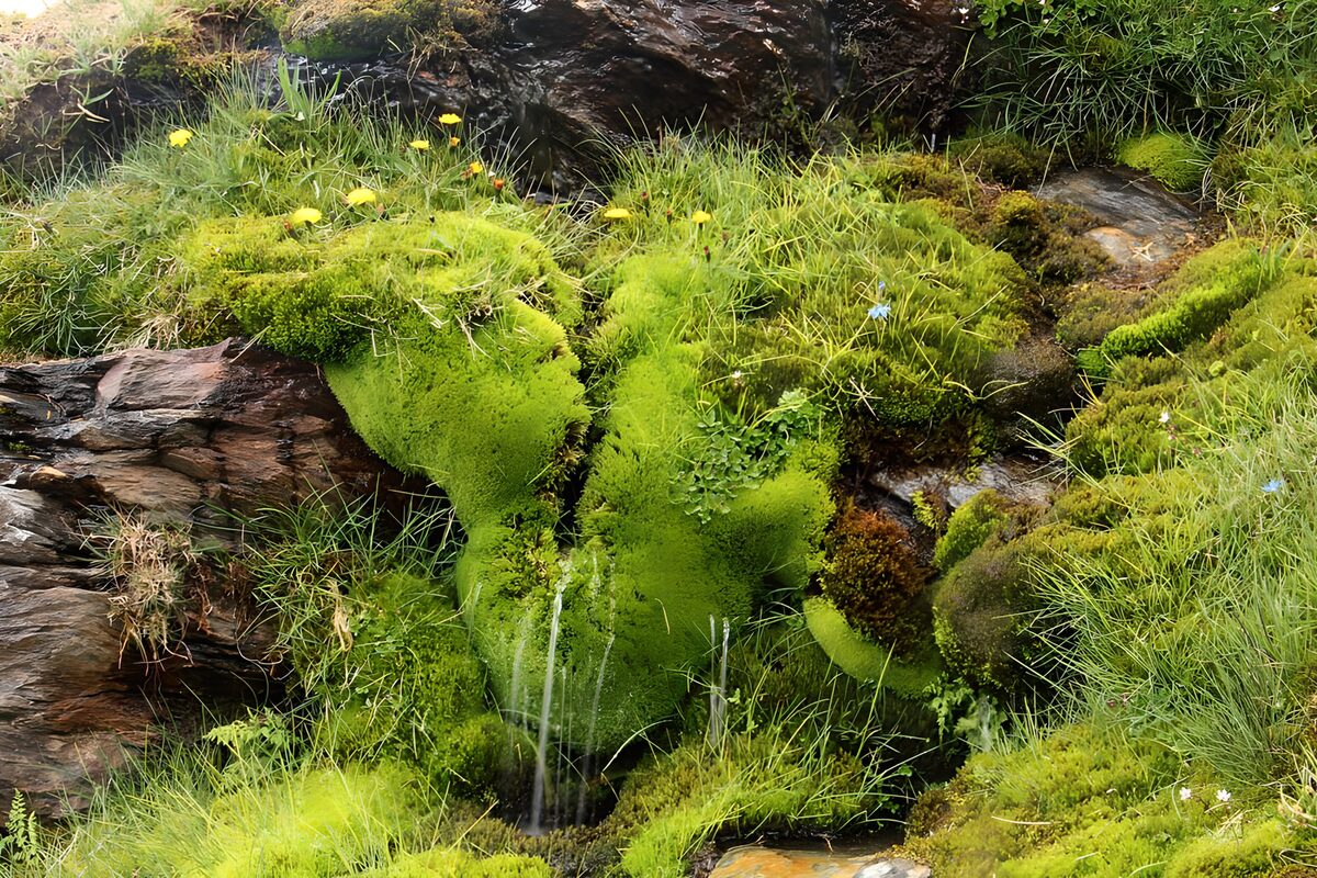 Groene mosbedekking op rotsen