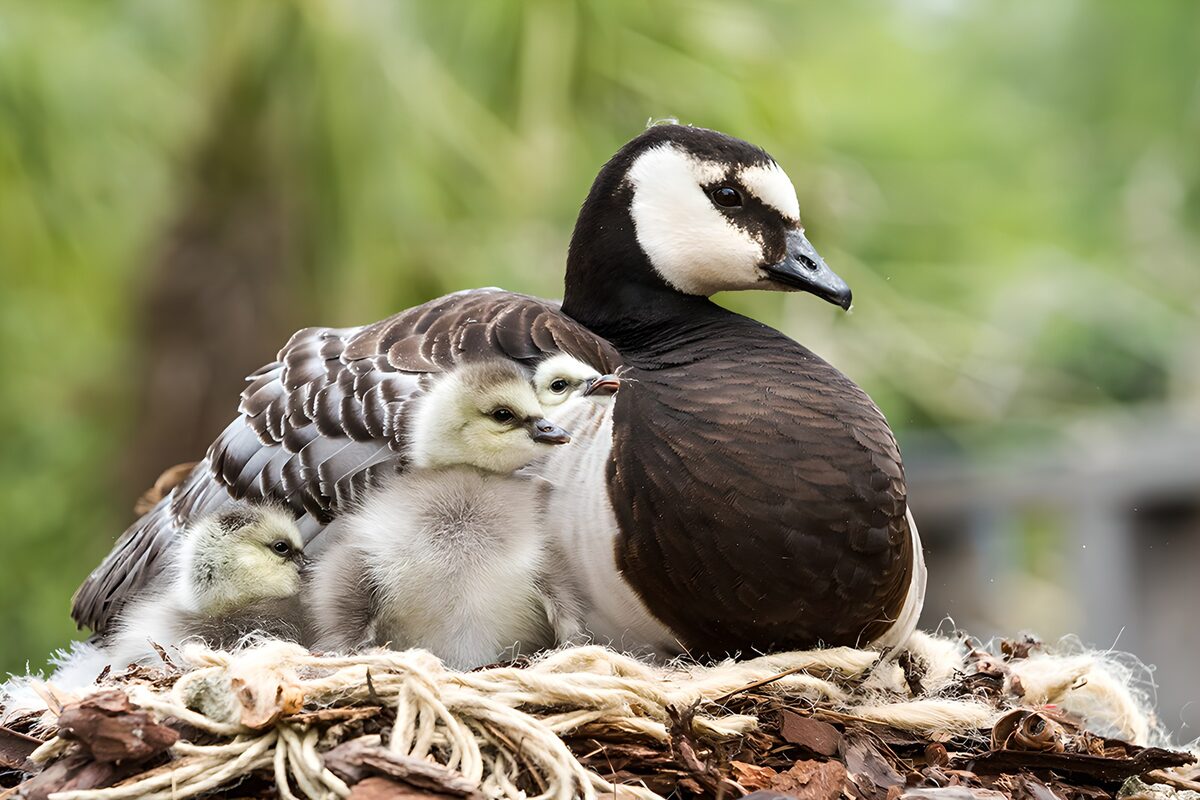 Moeder en jonge eenden in hun nest