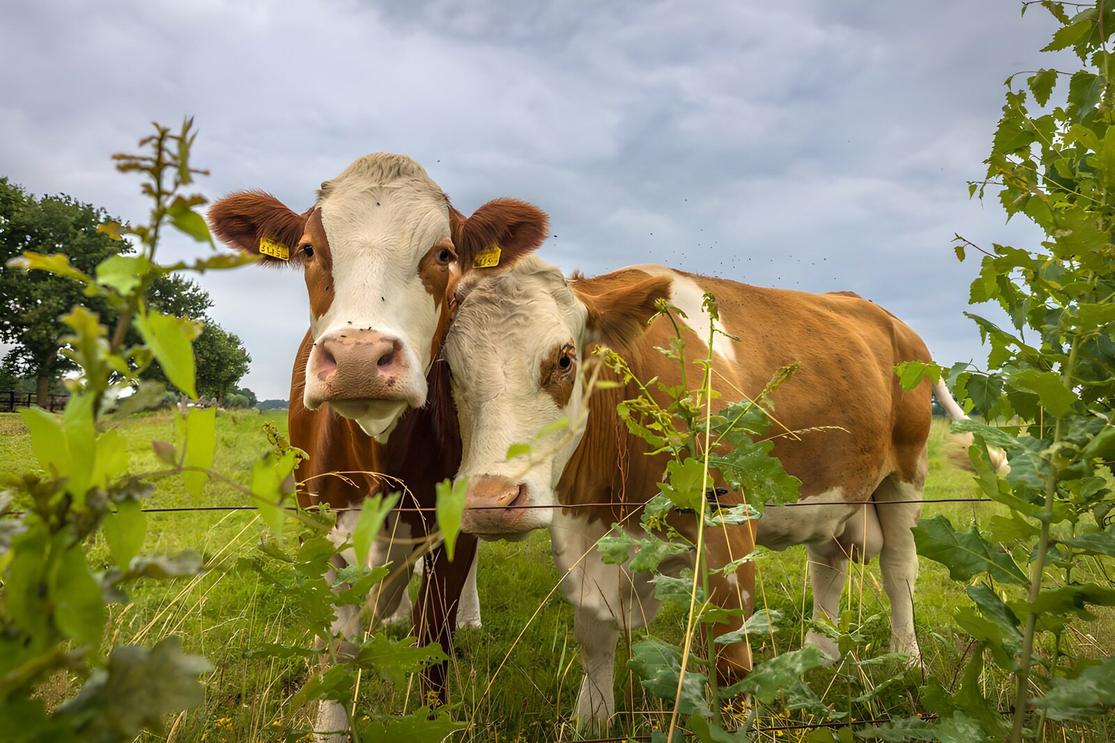 TP37790: Twee nieuwsgierige koeien in het veld