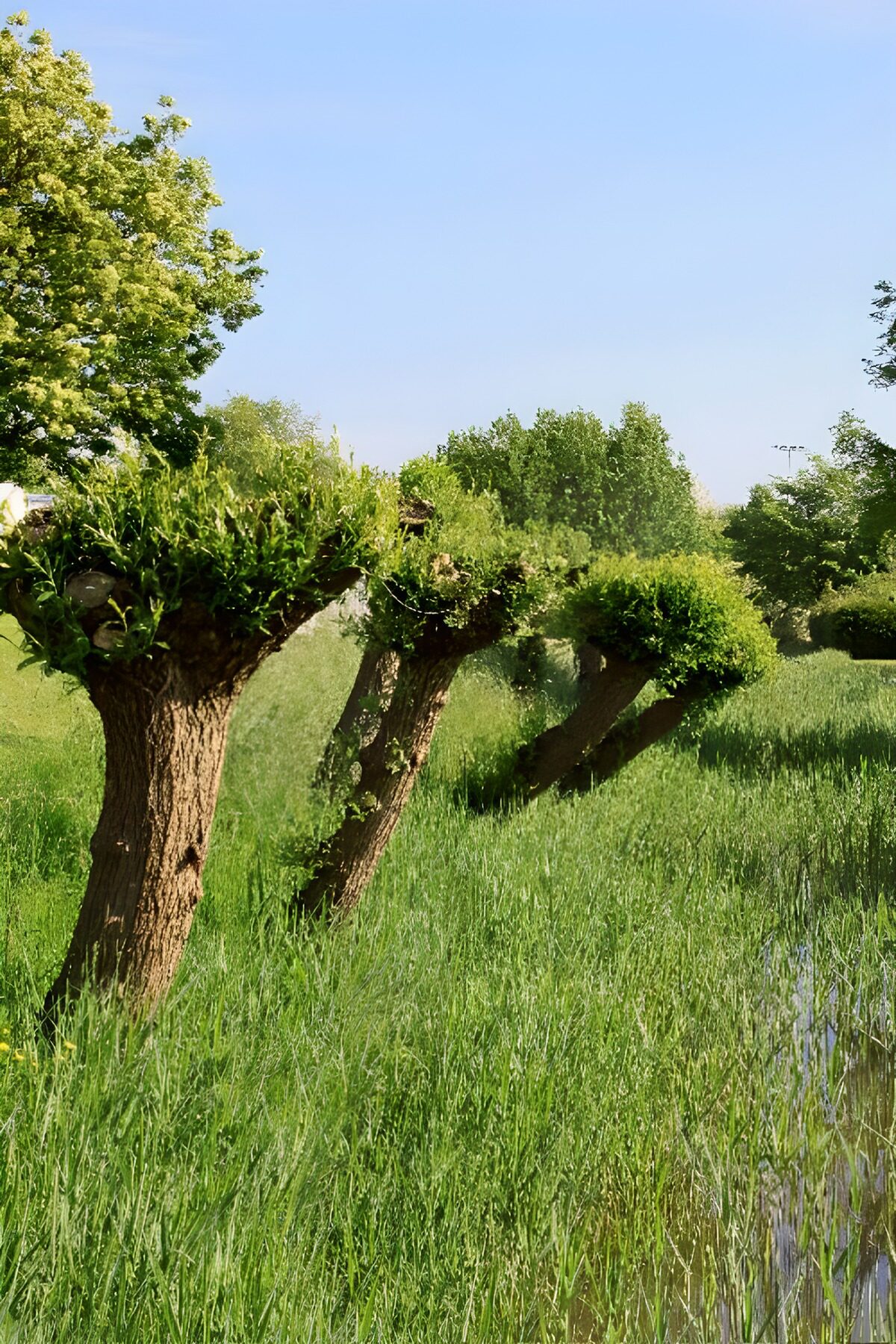 Knotwilgen in uiterwaarden