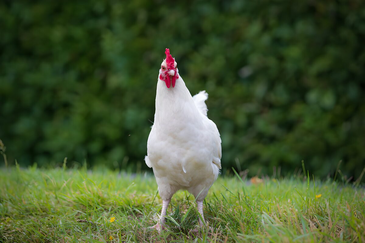 Witte kip in de tuin