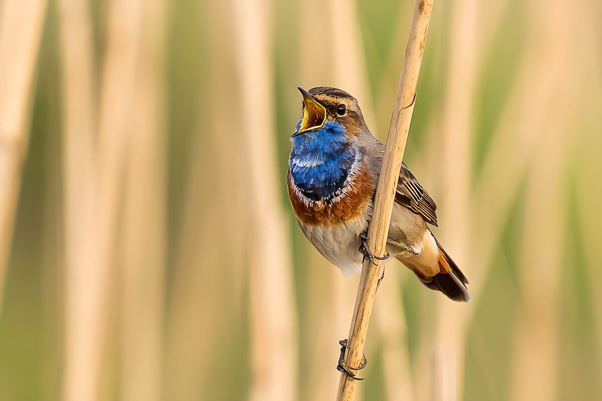 Zingende blauwborst in het riet