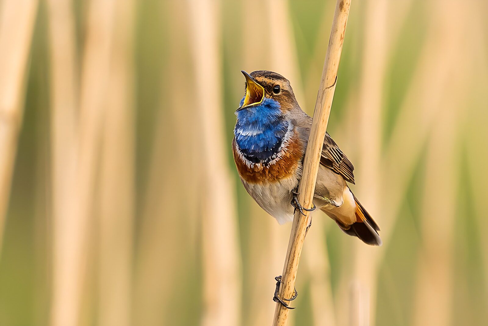 TP96210: Zingende blauwborst in het riet