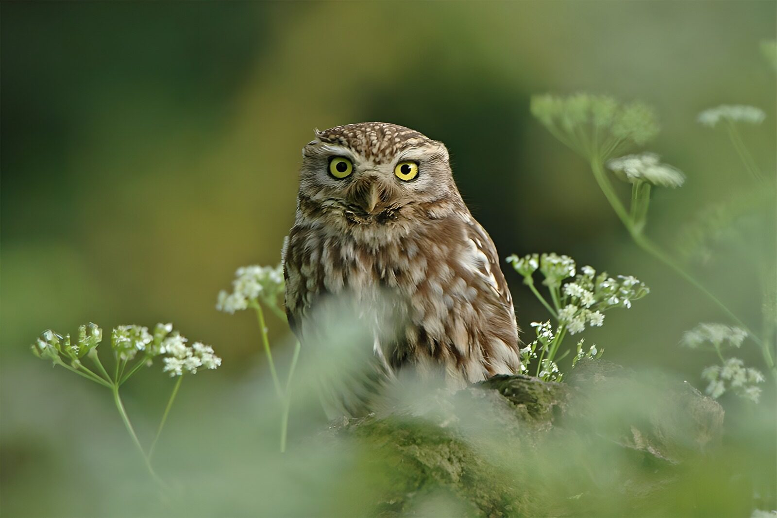 TP83506: Schattige uil tussen het groen