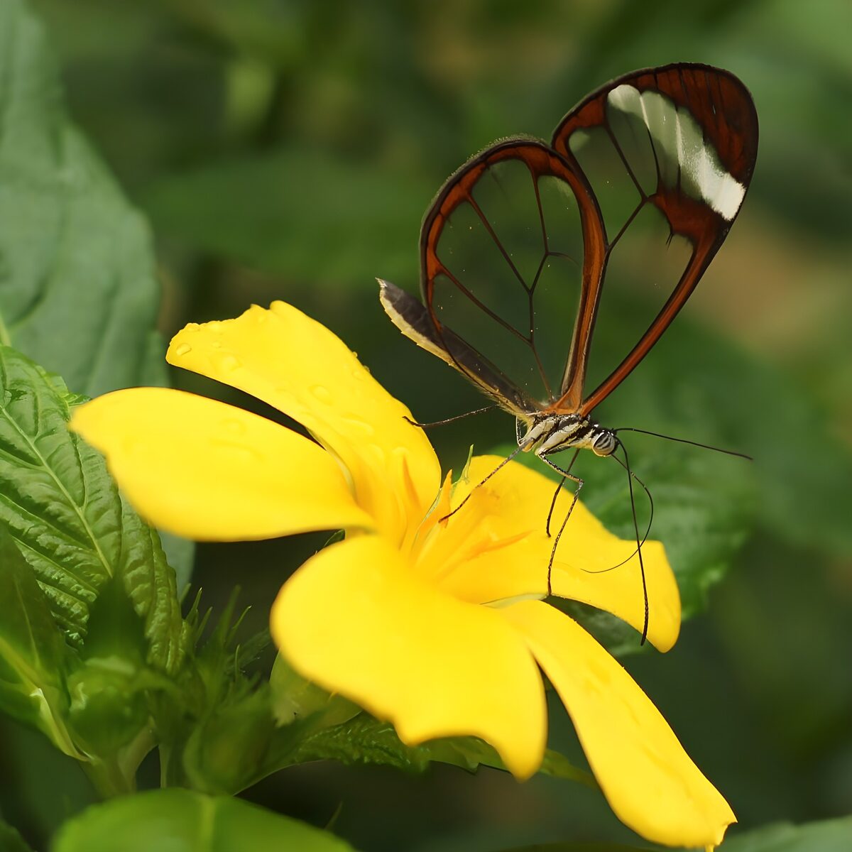Vlinder met doorschijnede vleugels op gele bloem