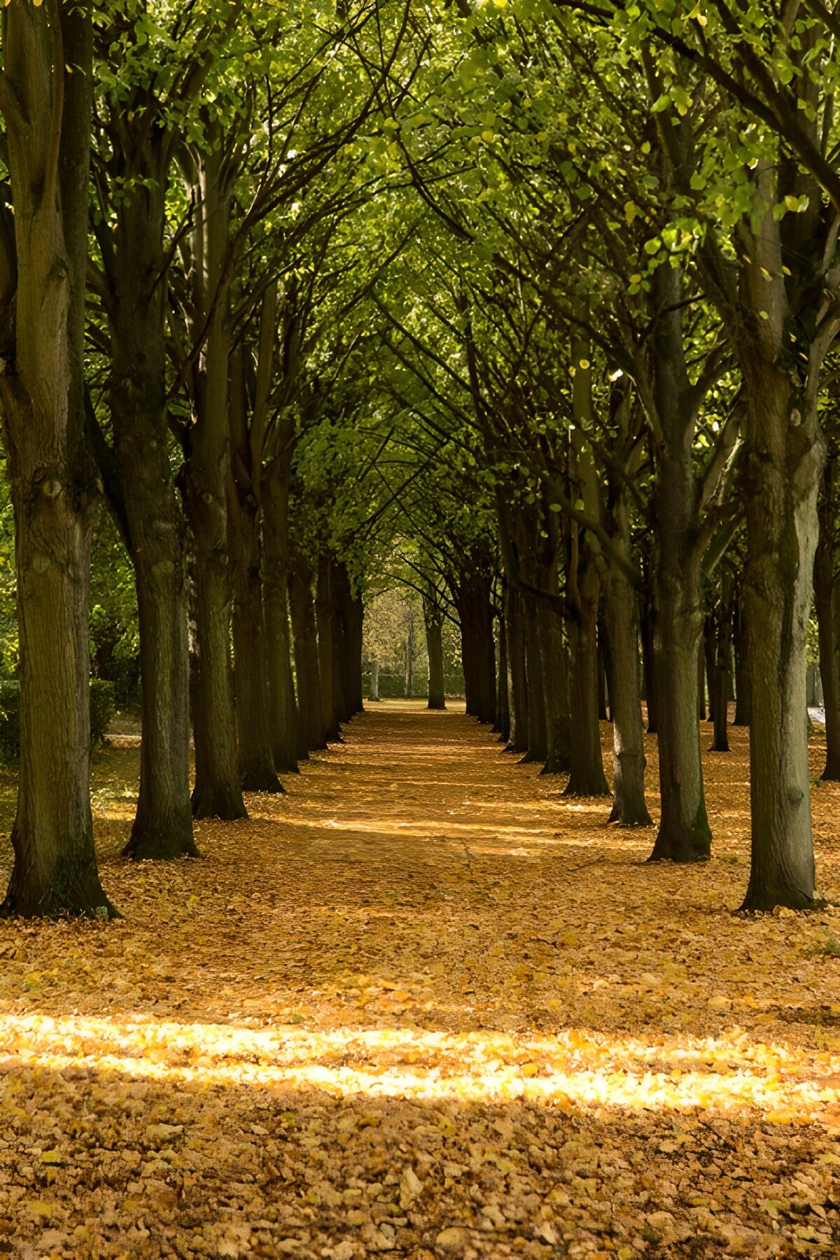 TP78765: Lommerrijke laan vol herfstbladeren