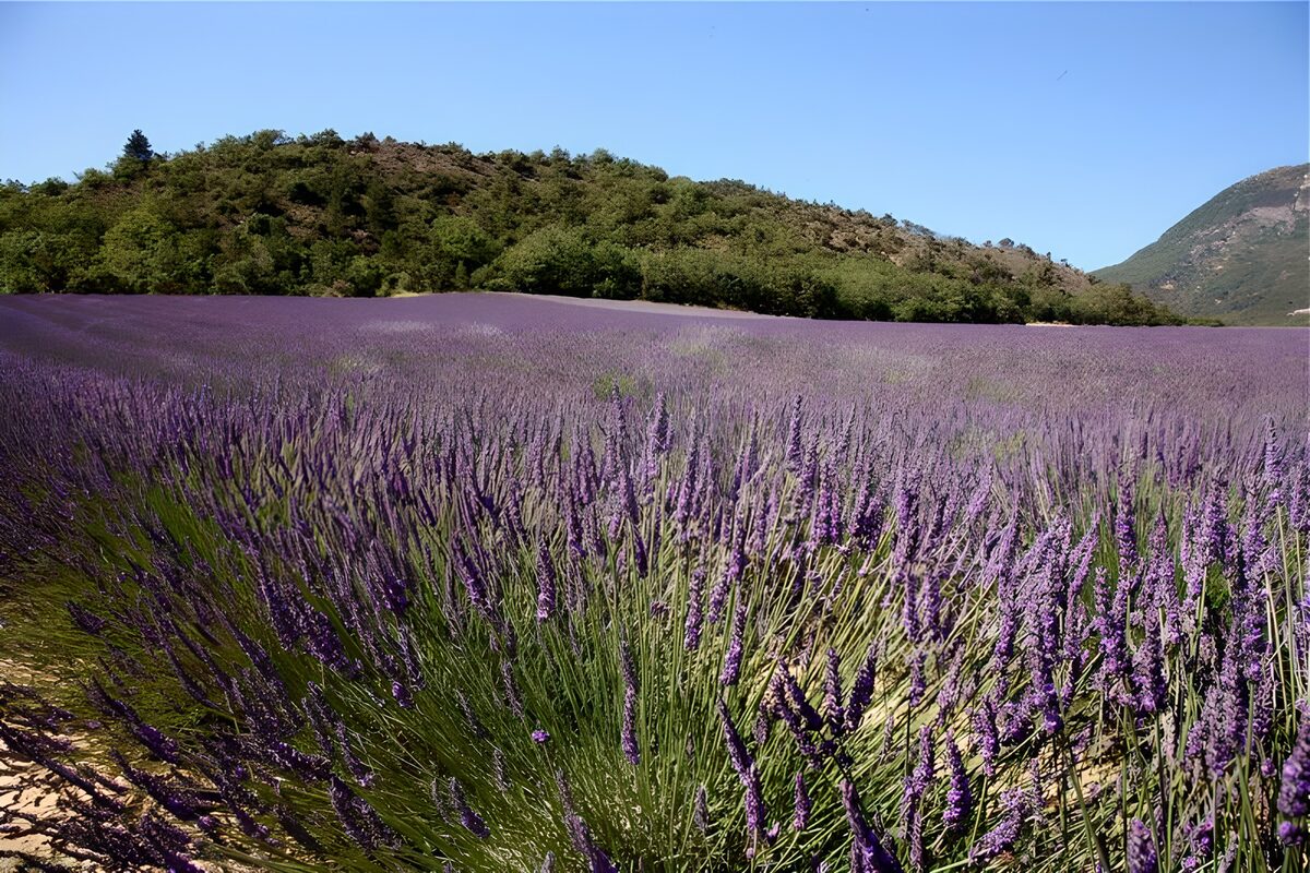 Lavendel veld 4