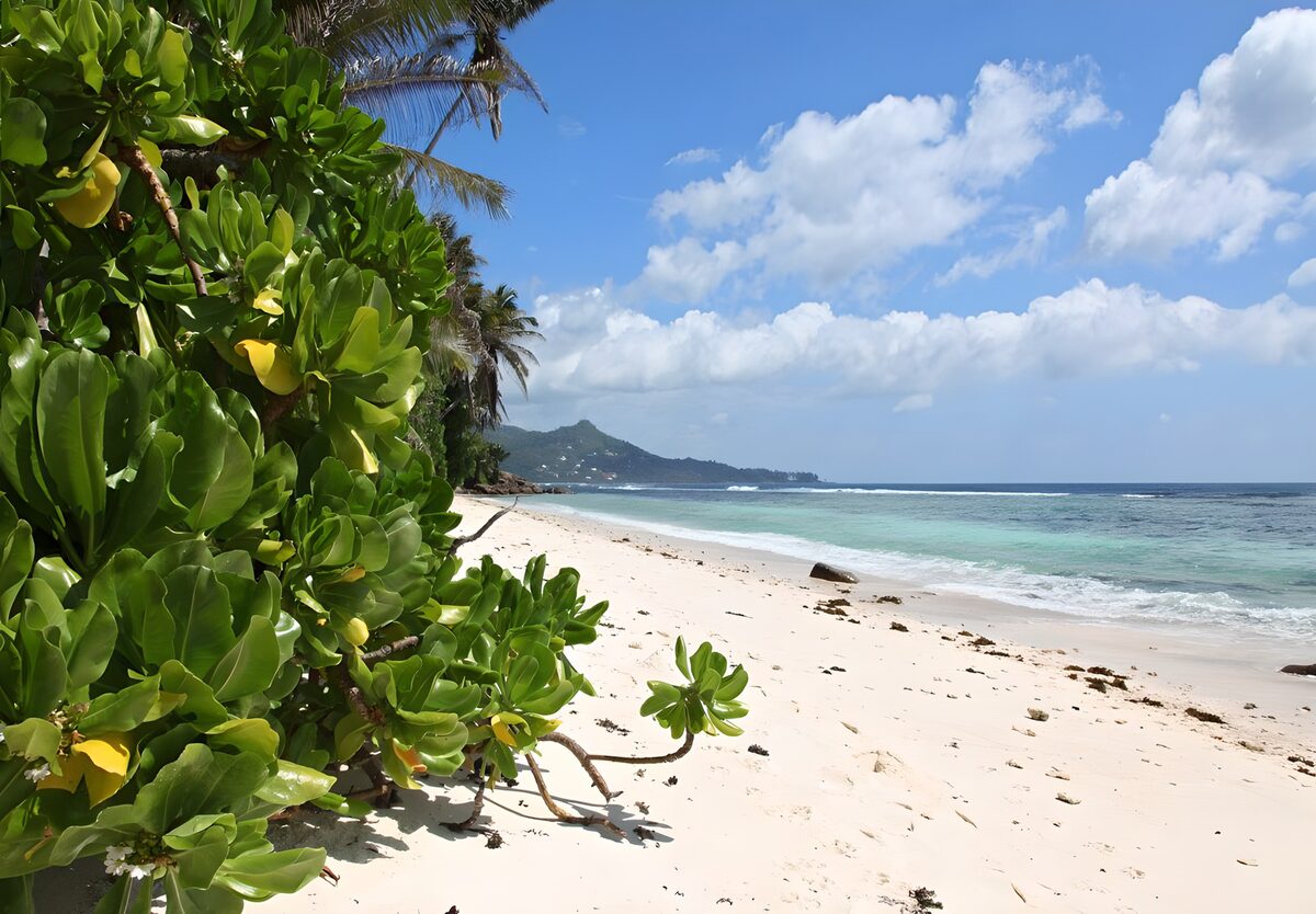 TP92588: Tropisch Strand met Groene Planten