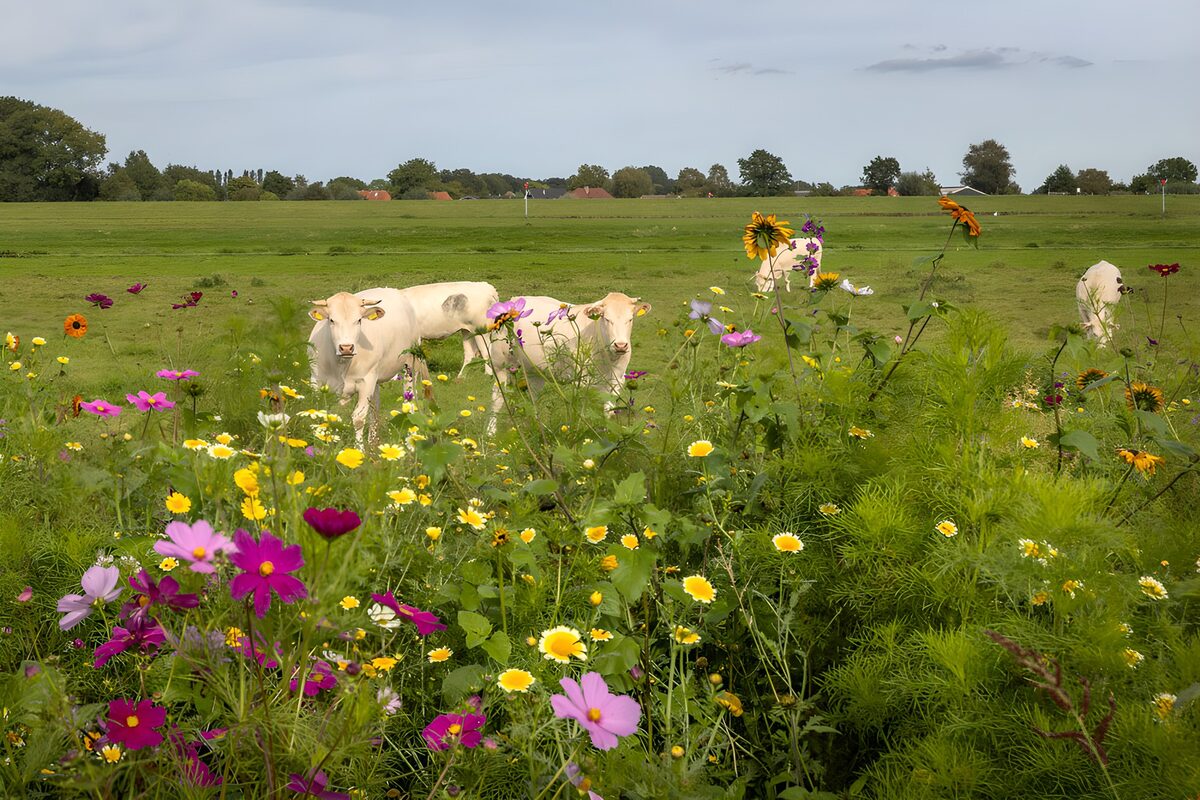 Koeien tussen kleurrijke bloemen
