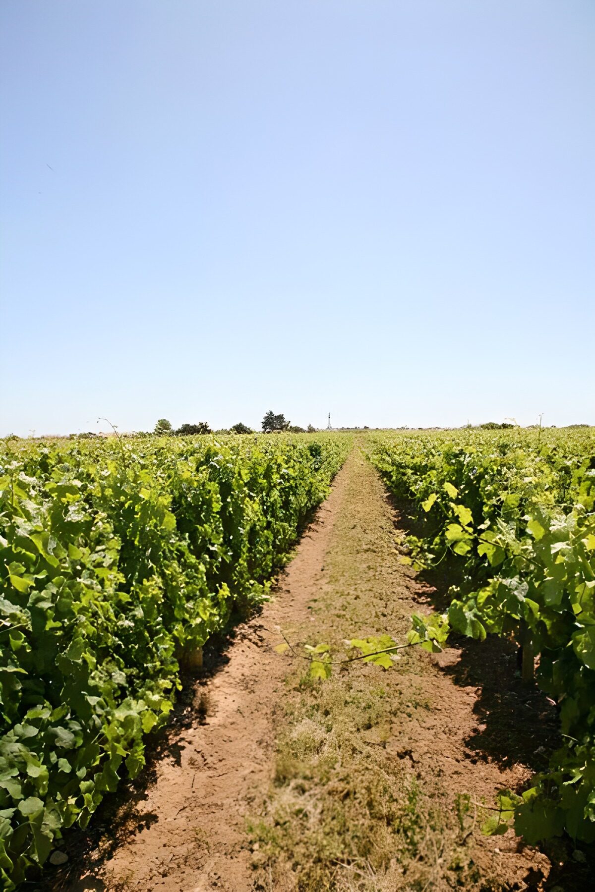 TP39019: Lange boomgaard met heldere lucht