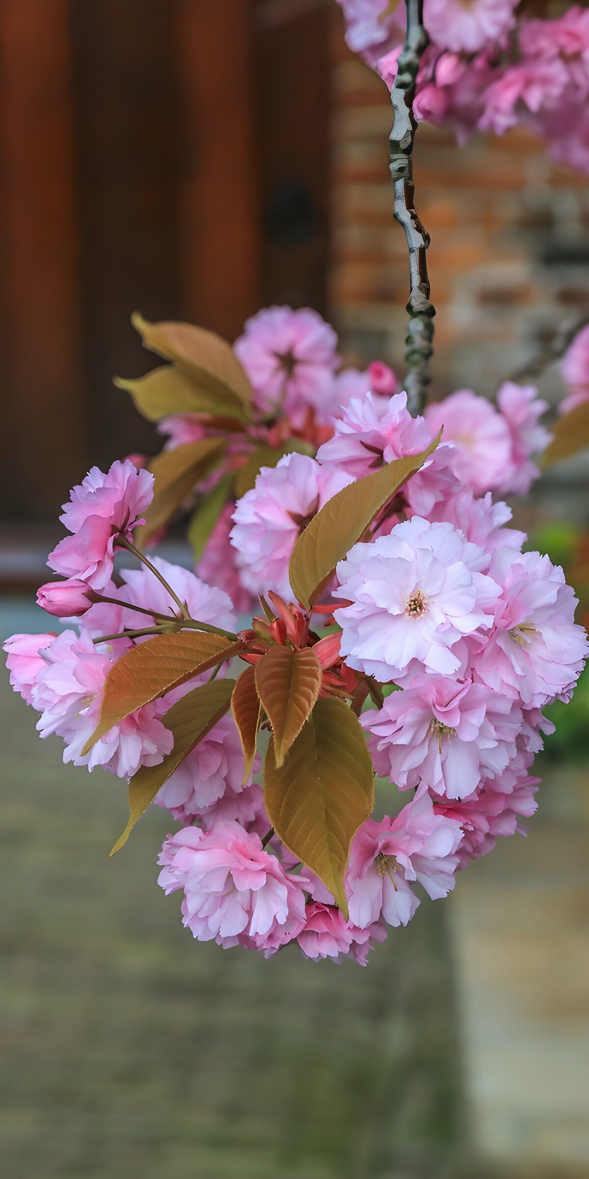 TP99822: Prachtige Bloesems in Zachte Roze