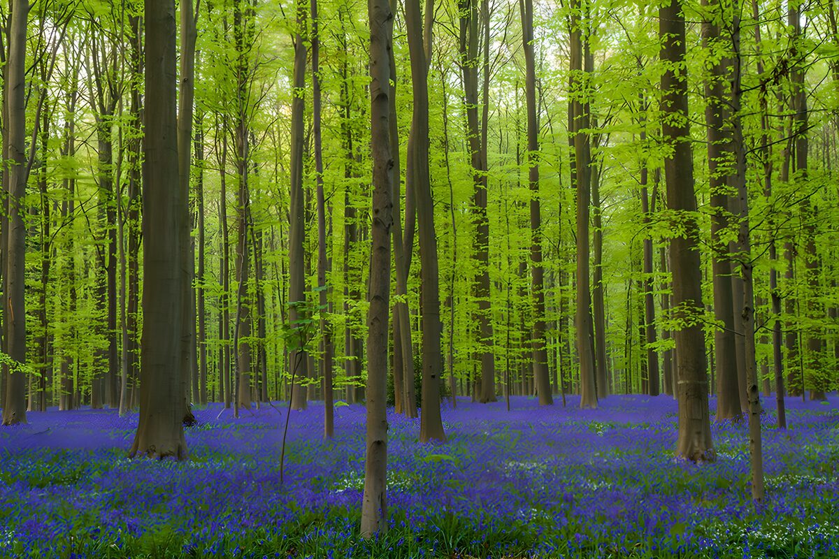 Bos met veld van blauwe bloemtjes