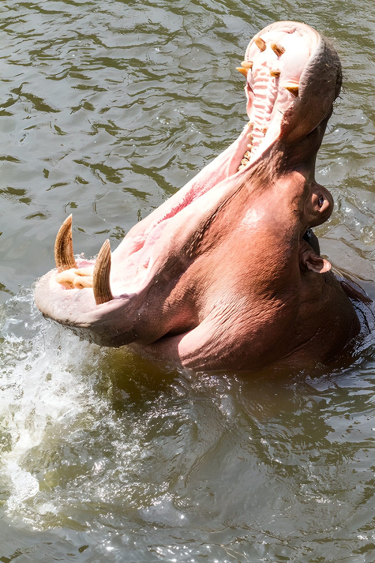 Hypopotamus in het water