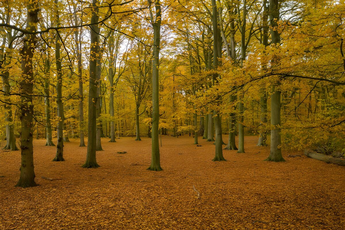 Betoverend herfstbos in gouden tinten