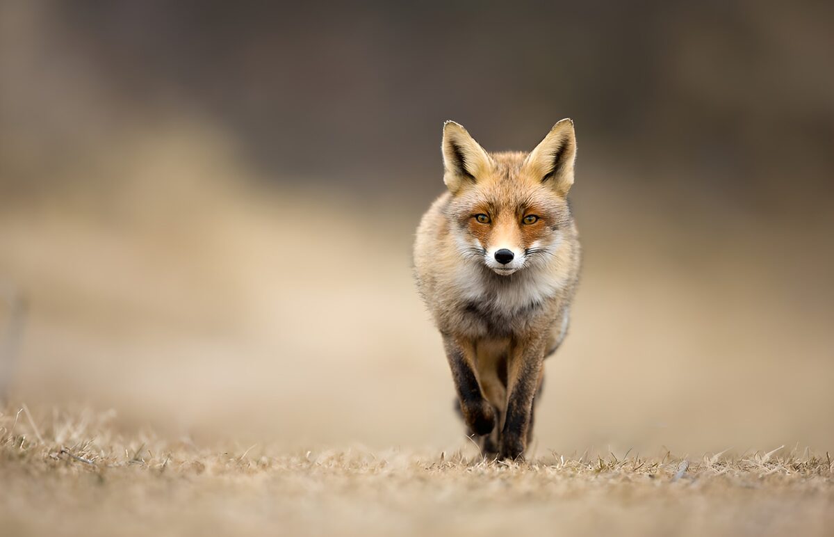 Slimme vos in het ruige landschap