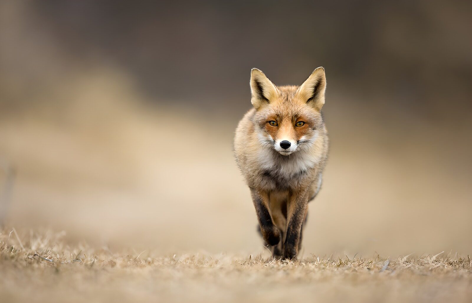 TP47545: Slimme vos in het ruige landschap