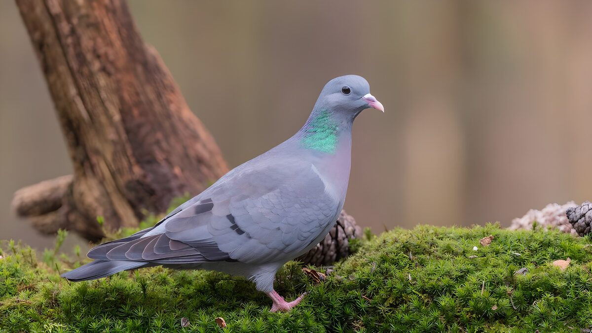 TP71223: Groenlandse duif op mos