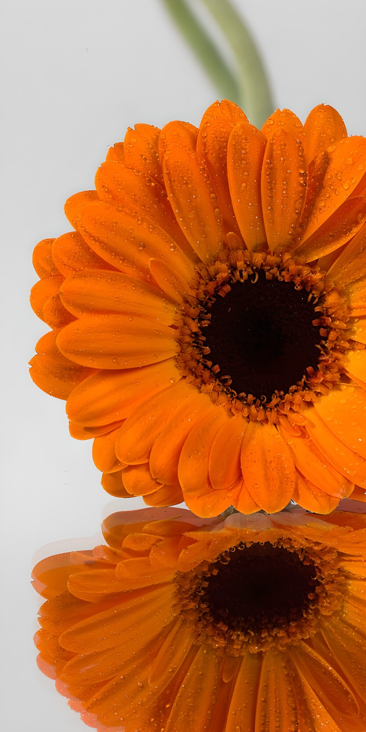 Stralende oranje gerbera met dauwdruppels