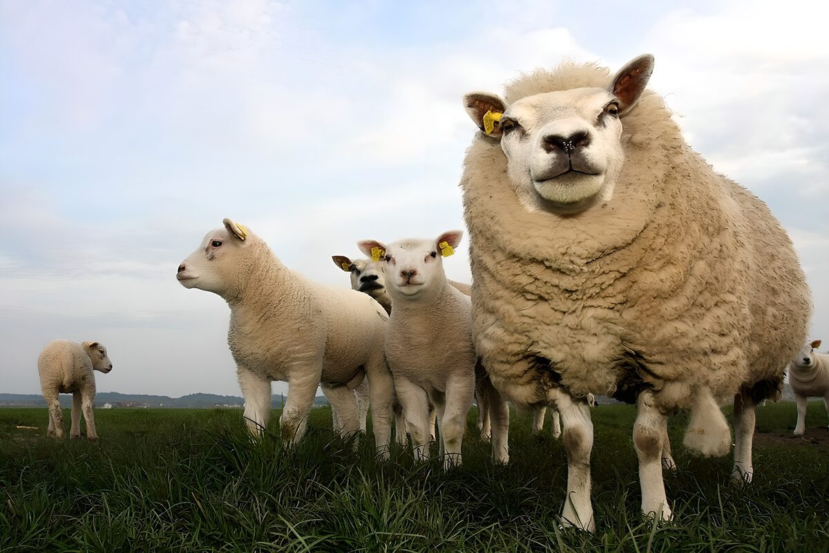 Schattige schapen in de natuur