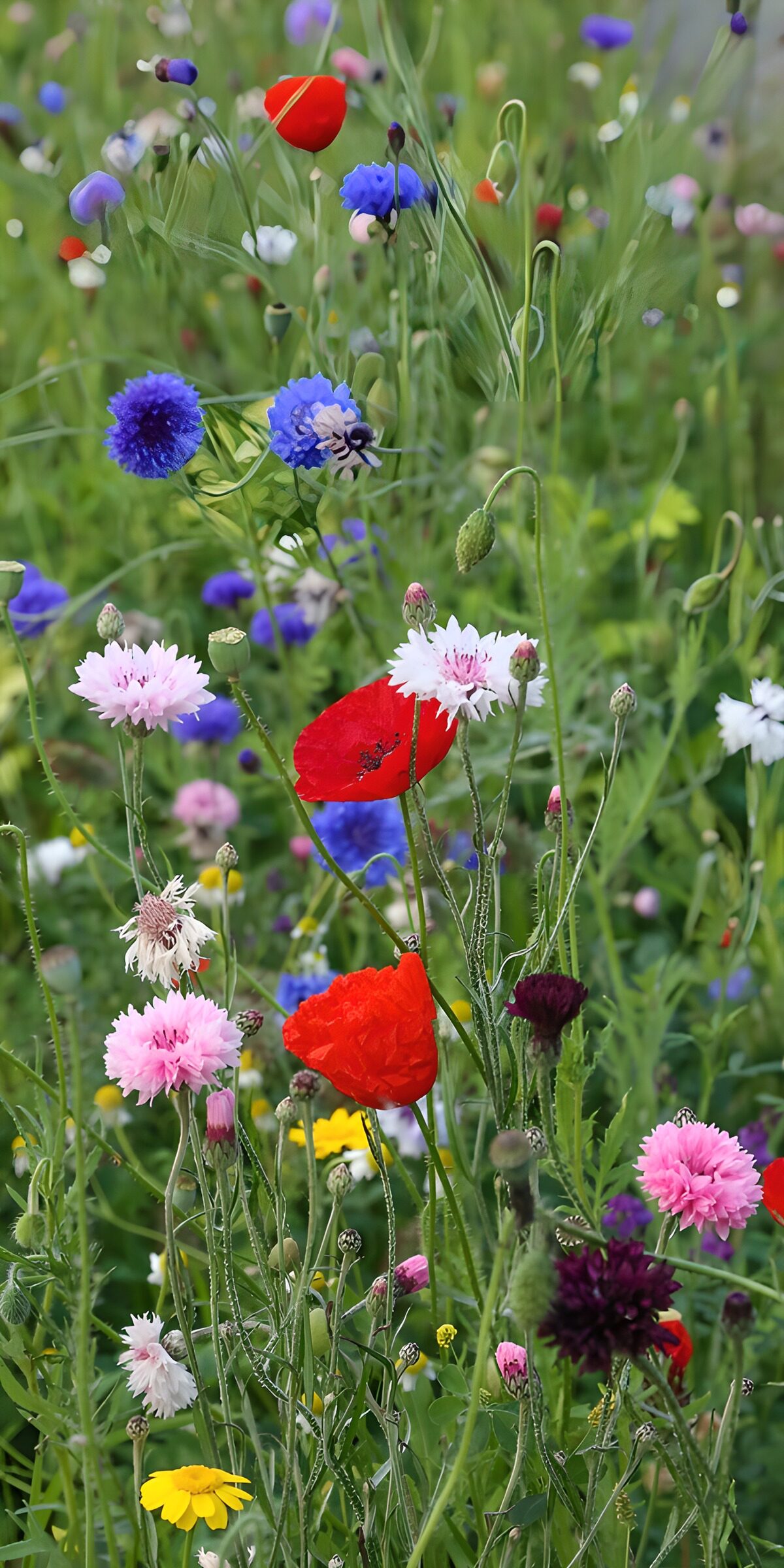 TP66208: Kleurrijke bloemenweide in bloei