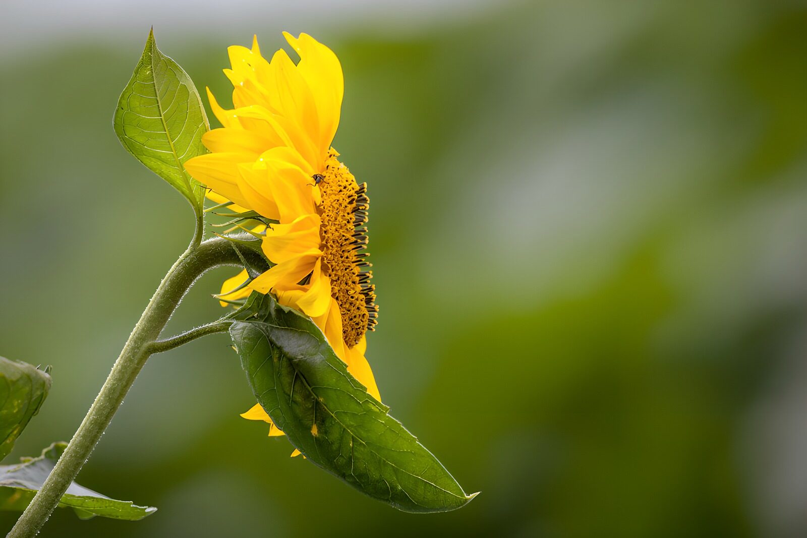 TP98727: Zonnige Zonnebloem in Bloei