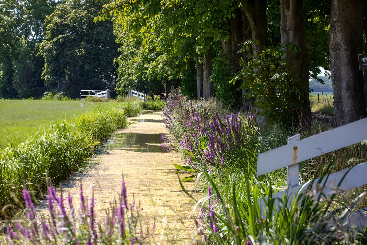 TP70912: Rustige wandelpad tussen de bomen