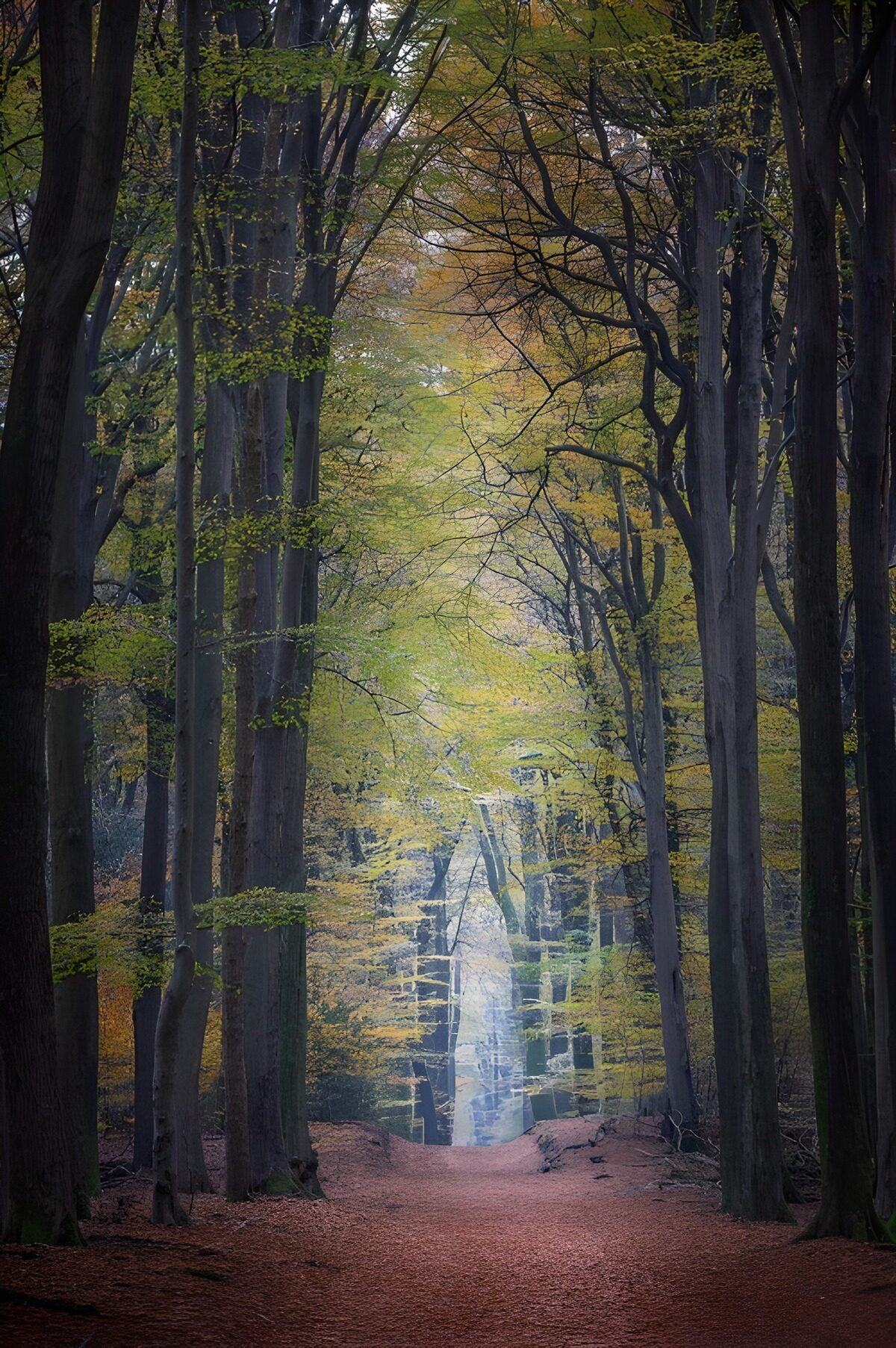 Mystieke Wandelweg in het Bos