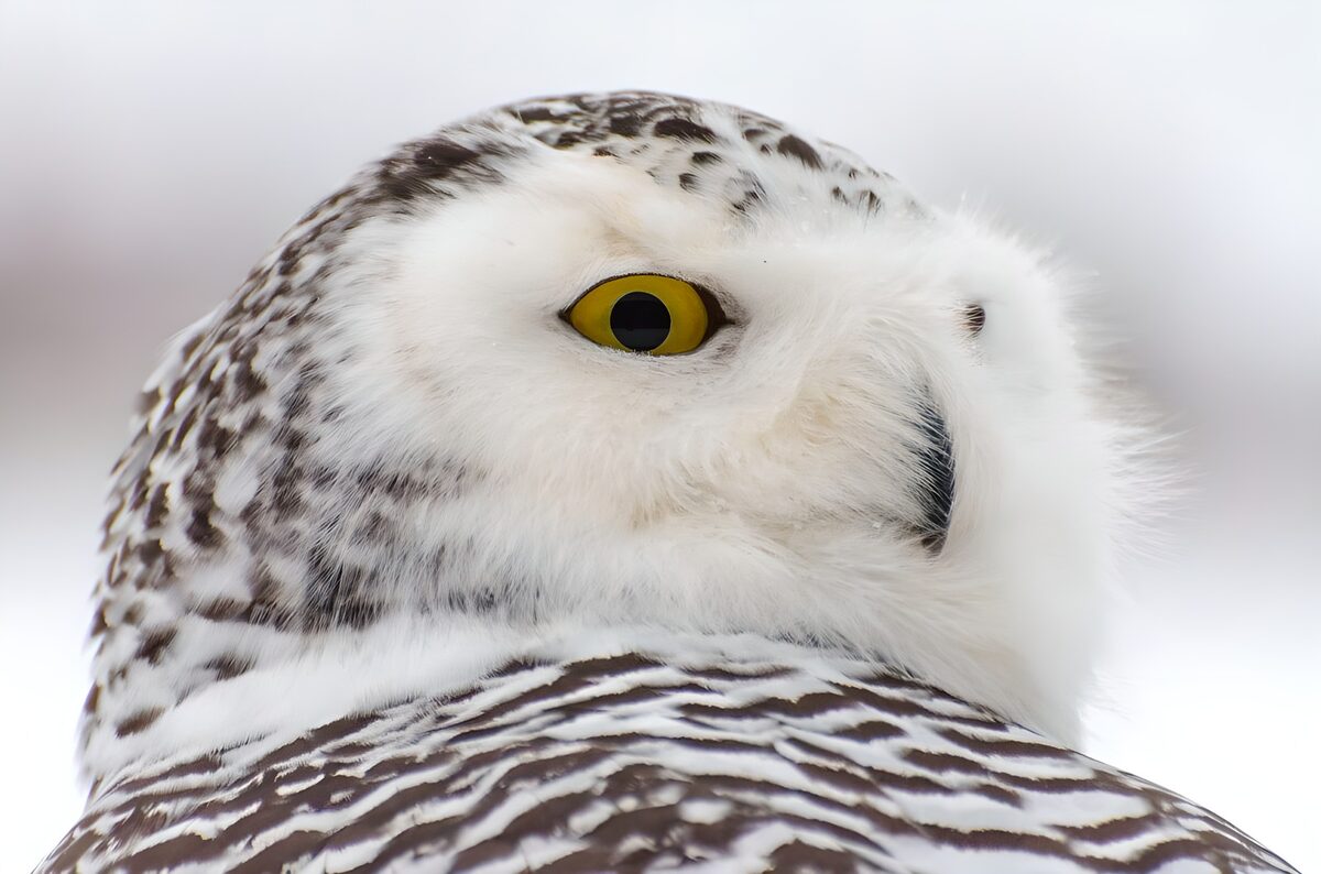 Indrukwekkende sneeuwuil in het wild