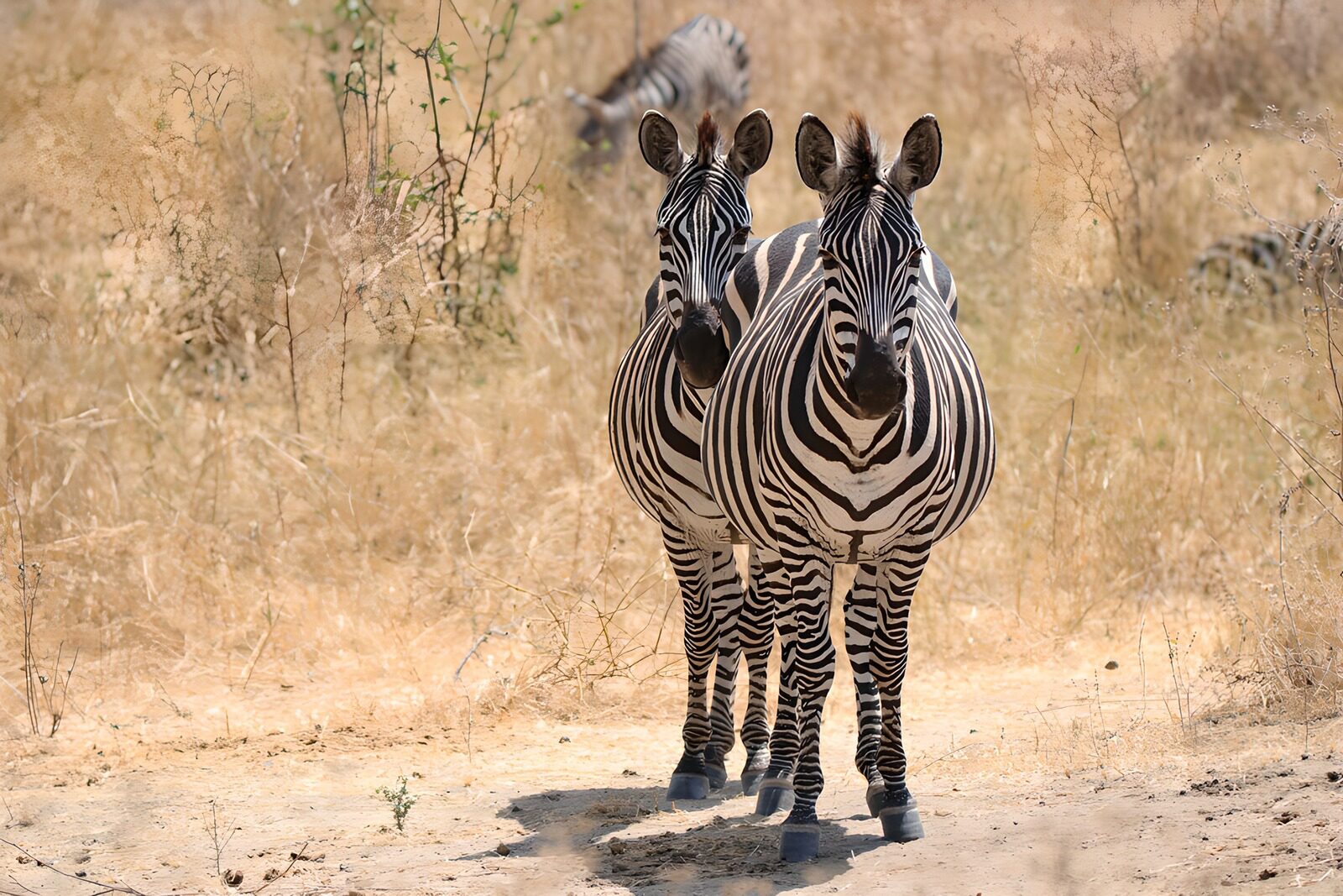 TP63621: Twee zebra's in het wild