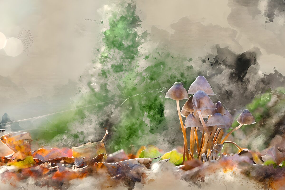 Magische paddenstoelen in het woud