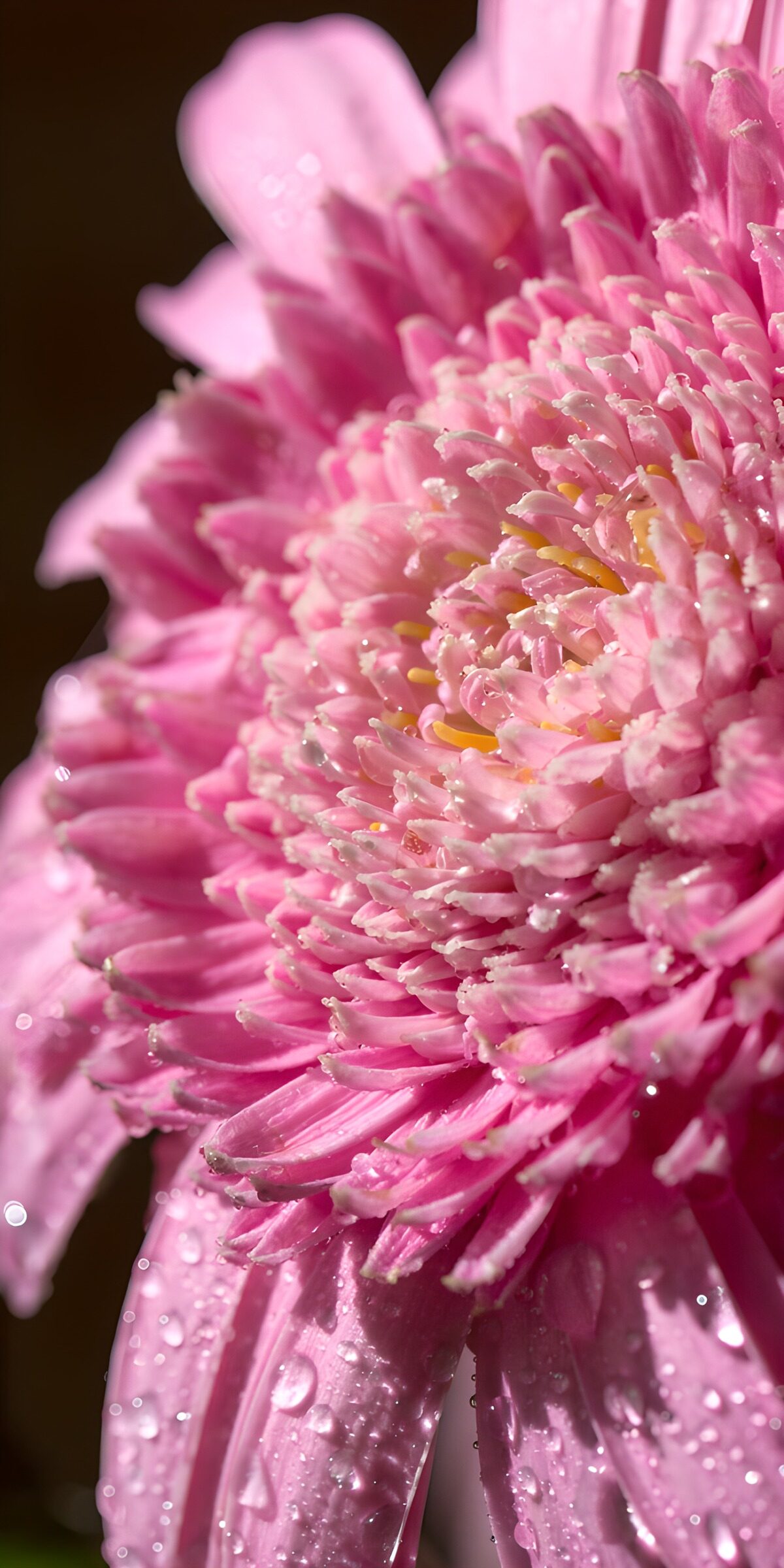 TP62789: Gerbera roze